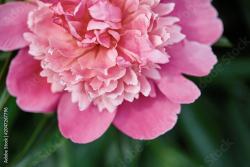 Pink peony bloom close up with soft petals