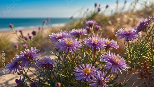 Vibrant Sea Aster Blossoms