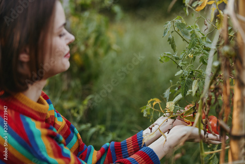 Fotografi Woman in her 30s wearing a colorful striped sweater, smiling and picking ripe tomatoes in an outdoor garden, leaning into homegrown vines for a sustainable lifestyle harvest