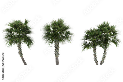 Tableau sur toile Four green sabal palmetto trees multiple lush palm fronds textured wooden trunks