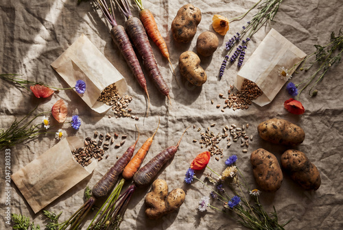 Flat lay of organic heirloom root vegetable potato and colorful purple carrot with paper bag of heritage seed and wildflower on rustic linen tablecloth for farm to table culinary market