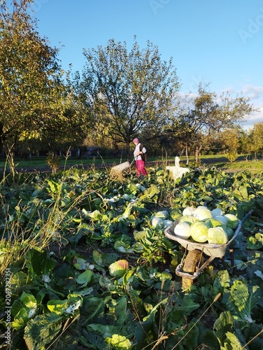 Autumn cabbage harvest on a countryside farm with a woman working in the background