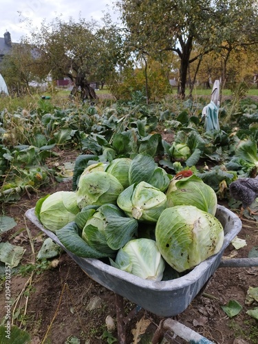 Organic autumn cabbage harvest in a wheelbarrow outdoors on a farm field