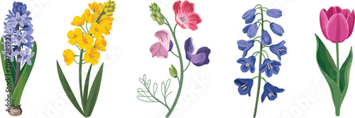 Bild auf Leinwand Beautiful spring flowers collection, hyacinth tulip and blooming botanical eleme
