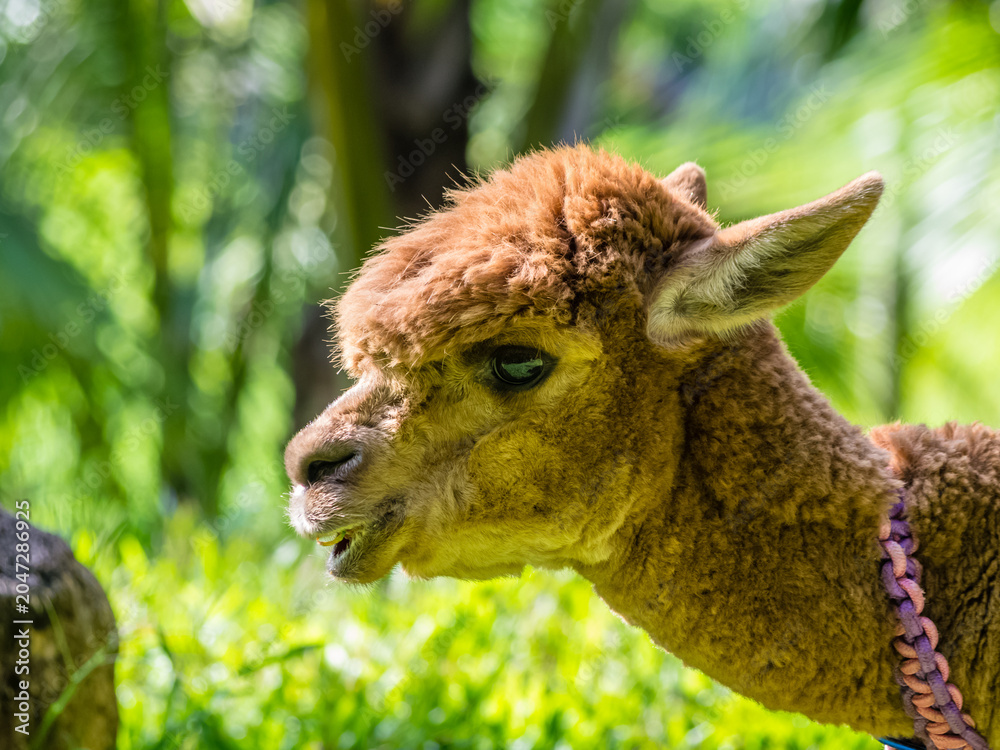 Fototapeta premium Alpaca portrait in Yanoda park, Hainan