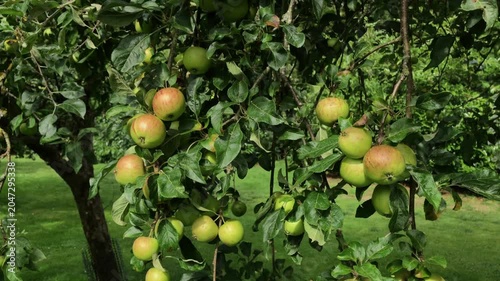 apple orchards vale of evesham worcestershire