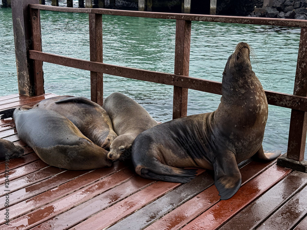 Fototapeta premium Galapagos sea lions resting on wet wooden dock, Galapagos Islands. Eye level view of group sleeping against metal railing with turquoise harbor water.