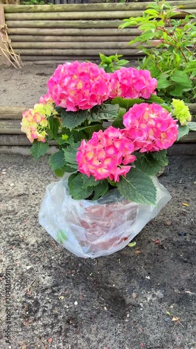 Beautiful pink hydrangea flower planting in the garden with copy space