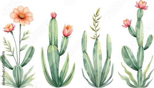 Watercolor Illustration of Cacti with Pink Flowers and Green Leaves.