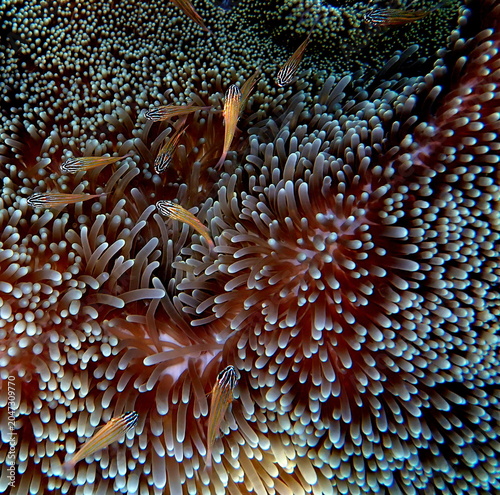 Obraz na płótnie Philippines sea life
