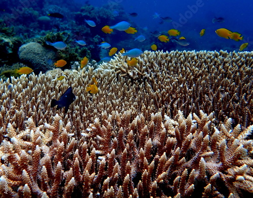 Obraz na płótnie Philippines sea life
