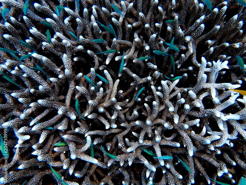 Obraz na płótnie Philippines sea life