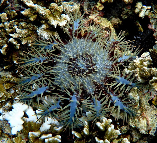 Obraz na płótnie Philippines sea life