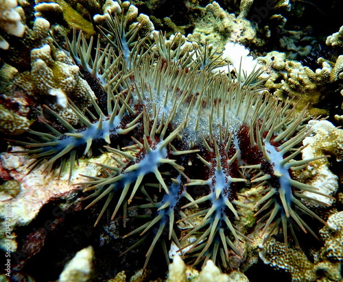 Obraz na płótnie Philippines sea life