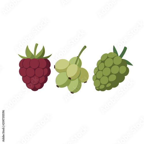 Three Stylized Berry Icons Isolated on Transparent Background, Vector Illustration of Raspberry, Green Grape and Blackberry for Food or Health Concepts