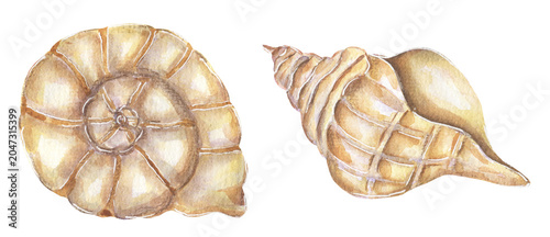 Watercolor Seashells Illustration, marine life set
