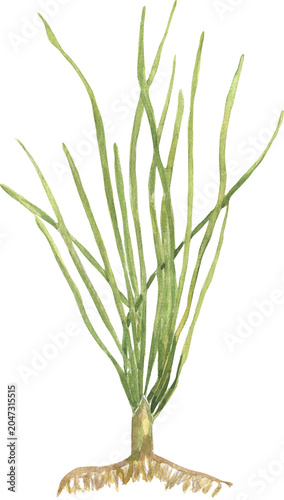Watercolor weed illustration, hand drawn ocean nature clipart