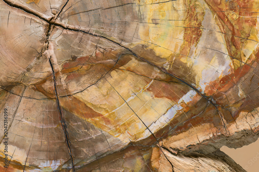 Fototapeta premium Colorful cross-section of a petrified wood log with fossilized colors and textures