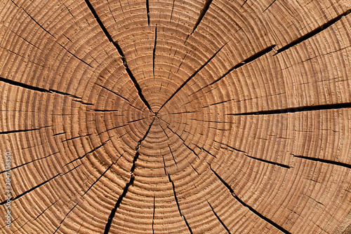 Fotografie Close-up of cut log surface revealing concentric rings and deep radial fissures