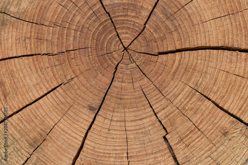 Top view macro texture of a fresh cut brown wood log