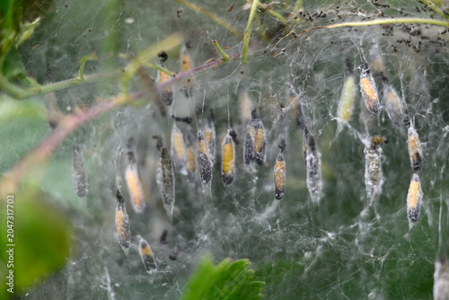 Caterpillars of ermine moth. Net on hawthorn with caterpillars of an ermine moth. Blurred background.