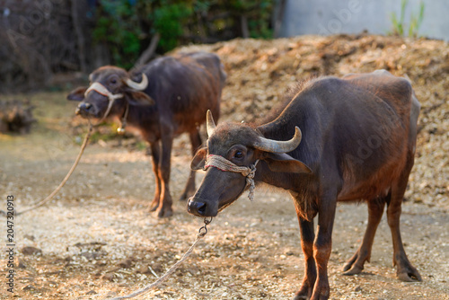 Slika na platnu Two tethered buffaloes stand in a sunlit rural farmyard