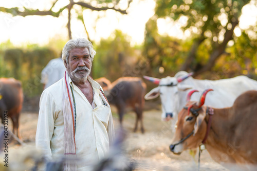 Fotografie An elderly farmer stands in a rural farmyard with buffaloes in the background