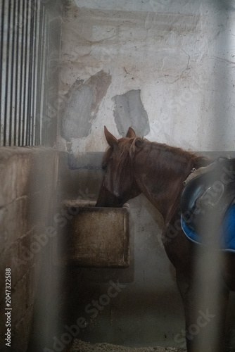 Photos horse in a stable