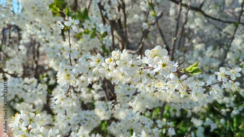 Close-up of blooming cherry or plum branch filled with white flowers in spring sunlight. Beautiful natural texture for wedding, romance, spring seasoning or wellness concepts