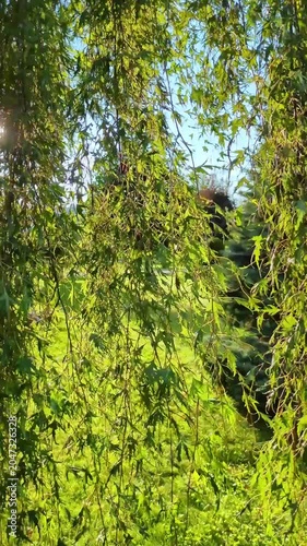 Gracefully hanging green tree branches sway in wind in evening sunlight. Ideal for natural backgrounds, summer season, eco concepts