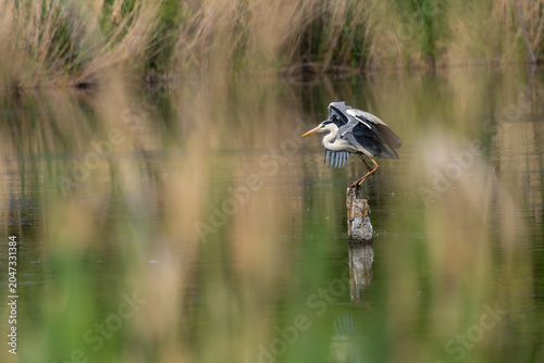 Obraz na plátne Grey Heron Perched on Wooden Post in Wetland Lagoon