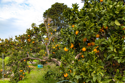 Ripe orange fruit hanging on green citrus tree branches in orchard in December. Agricultural grove field with orange harvest during low season. Ayia Napa resort, Cyprus.