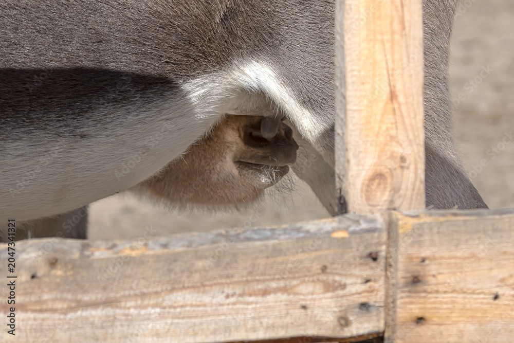 Obraz premium A cute little donkey drinks its mother's milk on a farm in the countryside. Adorable baby donkey sucks its mother's udder on a rural farm. The natural bond between a donkey foal and its caring mother.