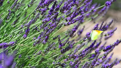 Cleopatra butterfly (Gonepteryx cleopatra) sitting on blossoming lavender in the Provence in France during a sunny summer day. Slow motion clip.
