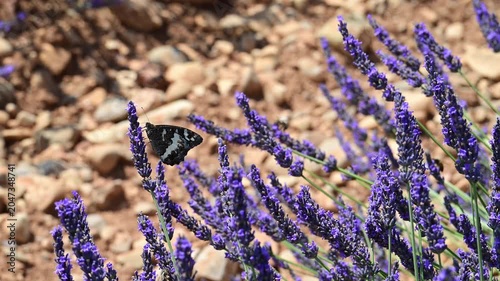 Great banded grayling butterfly sitting on blossoming lavender in the Provence in France during a sunny summer day. Slow motion clip.