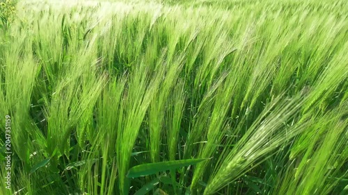 long ears of rye sway in wind, close-up, slow motion
