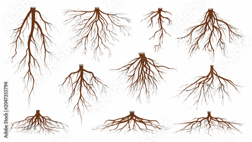 Foto Exposed plant roots collection detailed vector illustration on a white backgroun