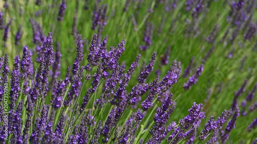Lavender flowers blossoming on the plateau of Valensole in the Povernce during a summer sunset. Overhead drone view.