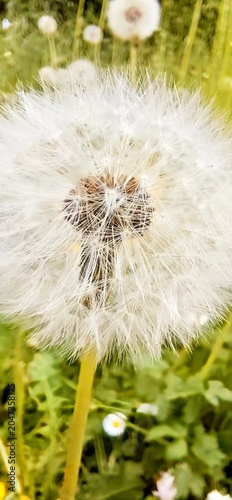 Valokuva This high-resolution macro shot captures a delicate dandelion seed head in full bloom against a soft, sun-drenched meadow