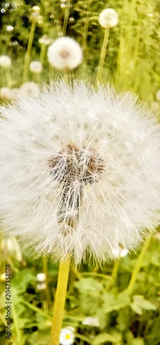 Valokuva This high-resolution macro shot captures a delicate dandelion seed head in full bloom against a soft, sun-drenched meadow