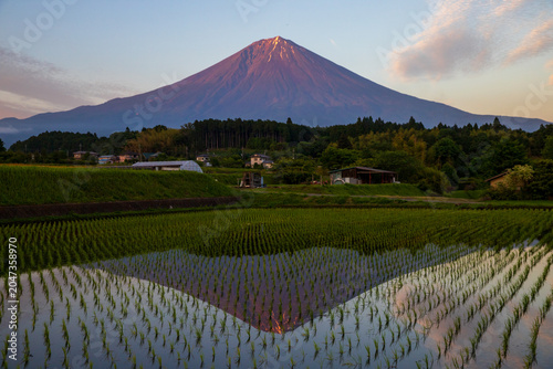 夕暮れの田んぼに映える逆さ富士