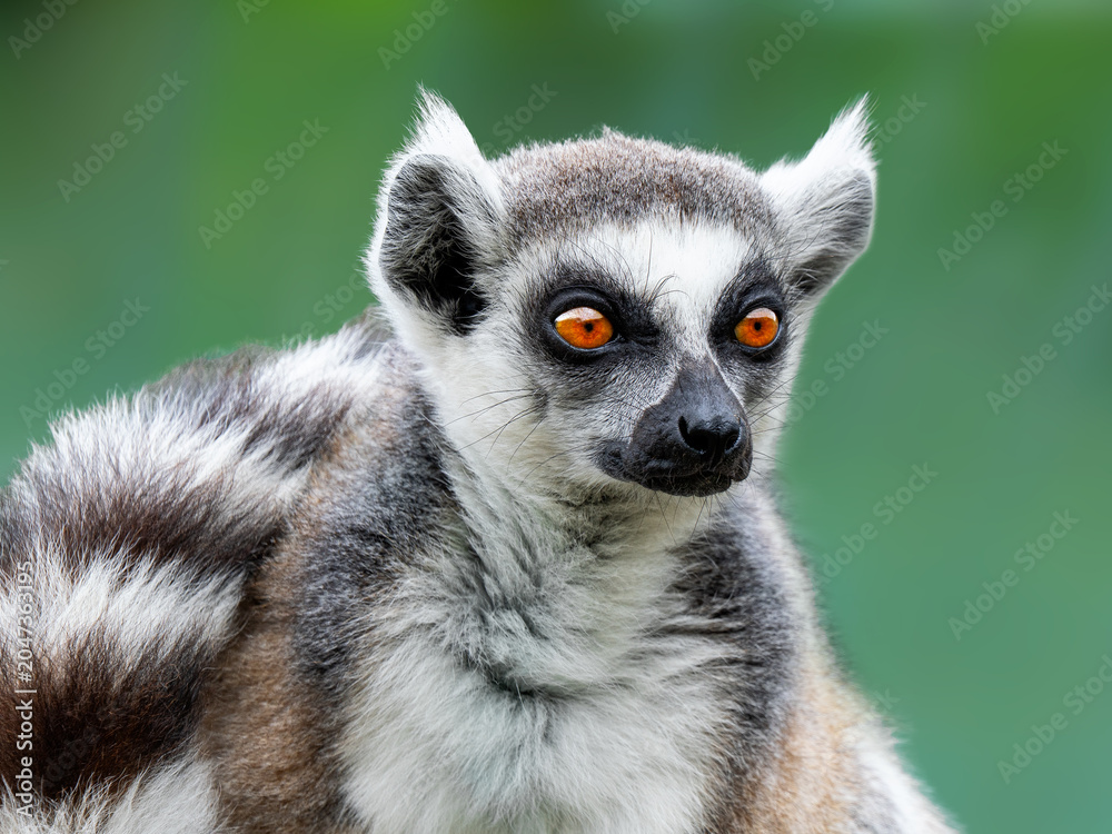 Fototapeta premium Close-up portrait of fluffy ring-tailed lemur looking away