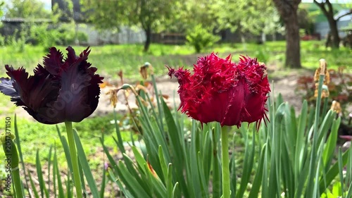 Red double fringed and dark parrot tulips blooming in the garden
