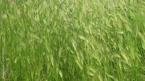 green field plants in the wind, slow motion
