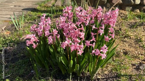 Blooming pink hyacinth flowers in a sunny spring garden