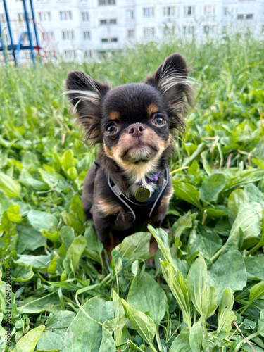 Pet dog walks in the park. Chihuahua in the grass. Chihuahua in the garden.