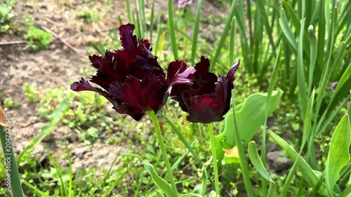 Close-up of dark maroon parrot tulips blooming in the garden