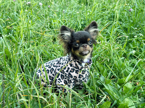 Chihuahua dog in leopard print coat sitting in tall green grass
