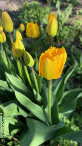 Close-up of bright yellow fringed tulips blooming in the garden