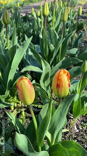 Close-up of yellow and orange tulip buds growing in the garden